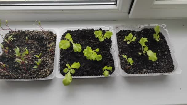 Microgroene salade op de vensterbank. Thuis aan het groeien. Goed zo. Vegetarisme — Stockvideo