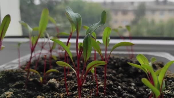 Mikroçimler. Pencere kenarında pancar pancarı var. Evde büyümek. Çevre. Vejetaryenlik — Stok video