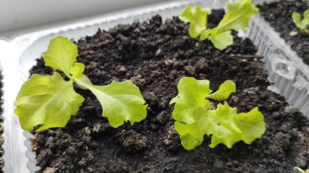 Mikrozöld saláta az ablakpárkányon. Otthon nőttem fel. Öko. Vegetarianizmus — Stock videók
