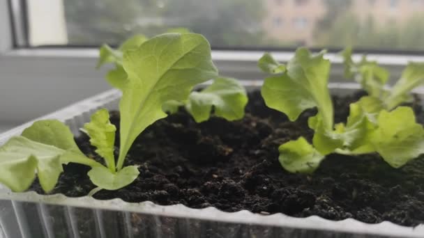 Microgroene salade op de vensterbank. Thuis aan het groeien. Goed zo. Vegetarisme — Stockvideo