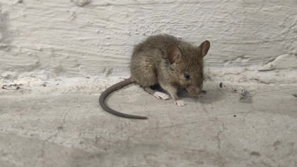 Ratón vivo en una habitación gris. Símbolo — Vídeos de Stock