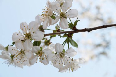 Kiraz çiçeği. Ağaç beyaz çiçeklerle çiçek açar. Yüksek kalite fotoğraf