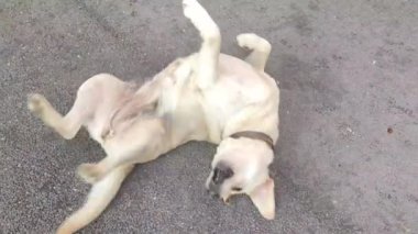 Labrador - Golden Retriever haçı çimlerin üzerinde yuvarlanıyor.