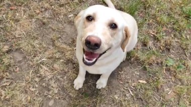 Labrador köpeği mutlu görünüyor. Yakın plan.