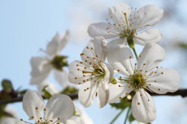 Kiraz çiçeği. Ağaç beyaz çiçeklerle çiçek açar.