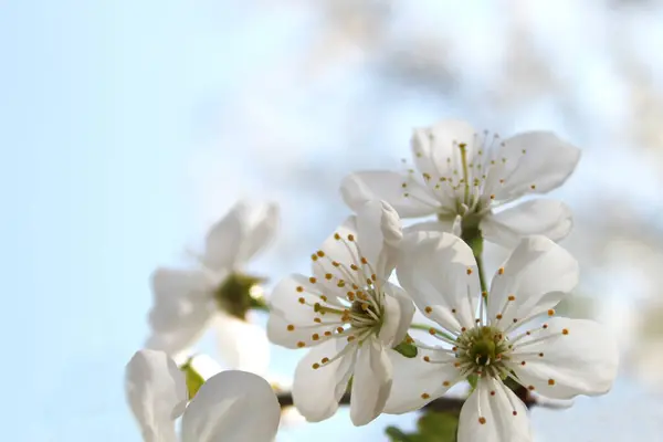 Cherry blossom. The tree blooms with white flowers — Foto Stock