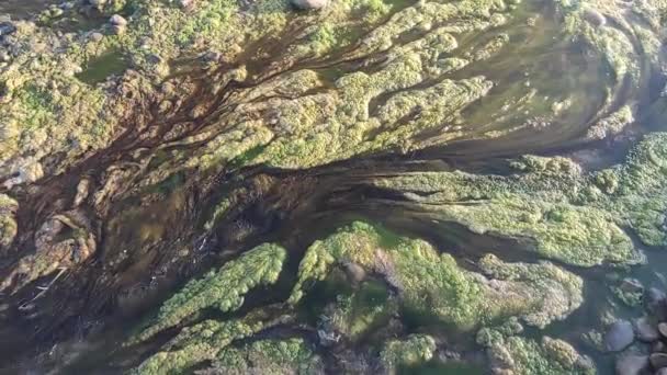 Água contaminada. Desastre ambiental. Algas verdes. Emissões químicas. Poluição do planeta. — Vídeo de Stock