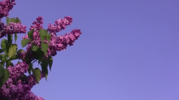 Purple Lilac Sways Wind Lilac Tree — Wideo stockowe