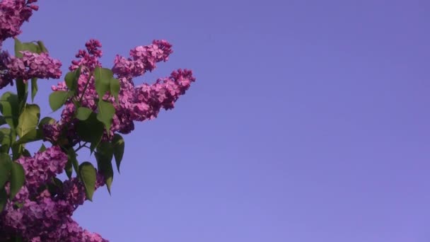 Фиолетовый Сирень Раскачивается Ветру Лиловое Дерево — стоковое видео