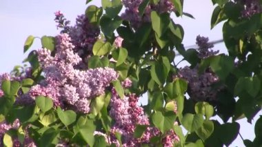 Mor leylak rüzgarda sallanıyor. Leylak ağacı.