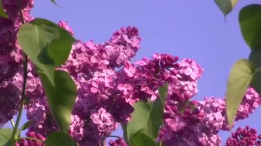 Purple lilac sways in the wind. Lilac tree.