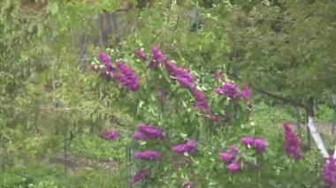 Mor leylak rüzgarda sallanıyor. Leylak ağacı.