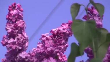 Mor leylak rüzgarda sallanıyor. Leylak ağacı.