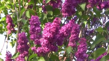 Mor leylak rüzgarda sallanıyor. Leylak ağacı.