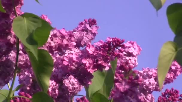 Fialový Šeřík Houpe Větru Lilac Tree — Stock video