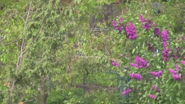 Fialový Šeřík Houpe Větru Lilac Tree — Stock video