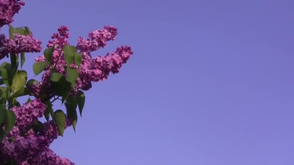 Purple Lilac Sways Wind Lilac Tree — Stok video