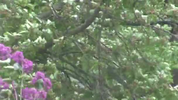 Purple Lilac Sways Wind Lilac Tree — Vídeo de stock