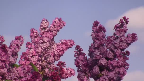 Purple Lilac Sways Wind Lilac Tree — Vídeos de Stock