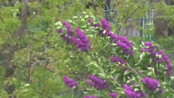 Fioletowy Liliowy Kołysze Się Wietrze Drzewo Lilowe — Wideo stockowe