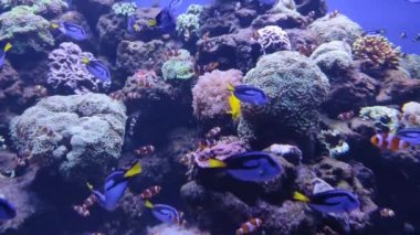 Renkli balıklar yüzer. Okyanusun sualtı dünyası