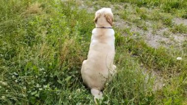Labrador köpeği çimlerin üzerinde yürüyor. Köpek yazın çimlerin üzerinde yürür..
