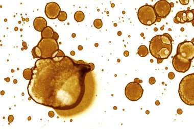 Kahve lekesi dokusu. Soyut noktalar. Psikolojik resimler. Soyut baloncuklar.