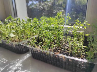 Microgreens. Plants on the windowsill. Vegan