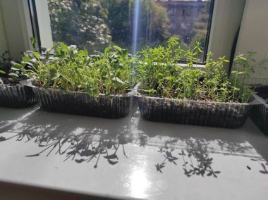 Mikroçimler. Pencere kenarındaki bitkiler. Vejetaryen