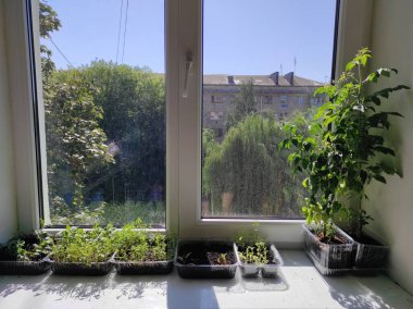 Mikroçimler. Pencere kenarındaki bitkiler. Vejetaryen