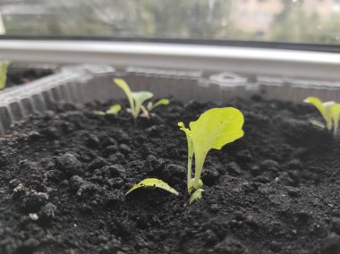 Mikroçimler. Pencere kenarındaki bitkiler. Vejetaryen