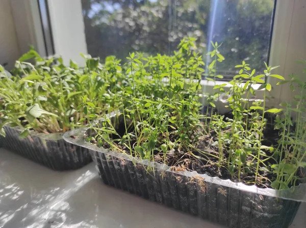 Microgreens Plants Windowsill Vegan — Stock Photo, Image