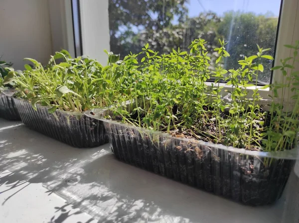 Microgreens Plants Windowsill Vegan — Fotografia de Stock