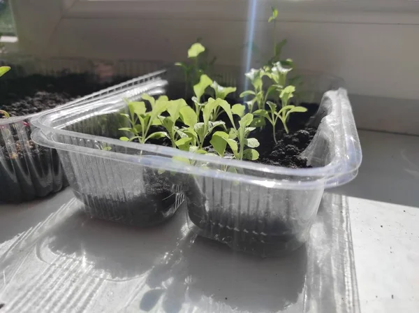 Mikrogrã Pflanzen Auf Der Fensterbank Veganer — Stockfoto