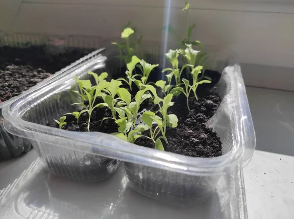 Microgreens Plants Windowsill Vegan — Stok fotoğraf
