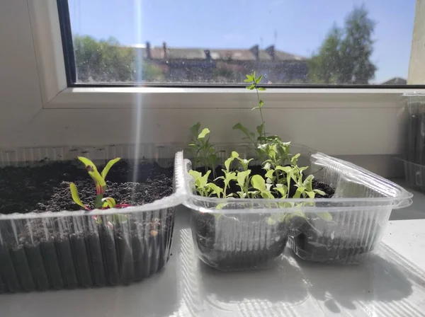 Microgreens Plants Windowsill Vegan — Zdjęcie stockowe