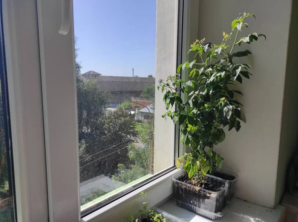 微绿色 窗台上的植物 马达加斯加人 — 图库照片
