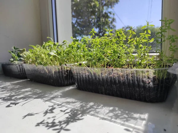 Microgreens Plants Windowsill Vegan — Stock Fotó