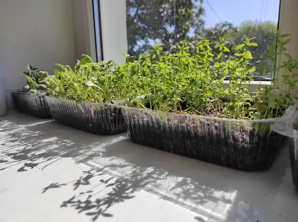 Microgreens Plants Windowsill Vegan — Stock Photo, Image