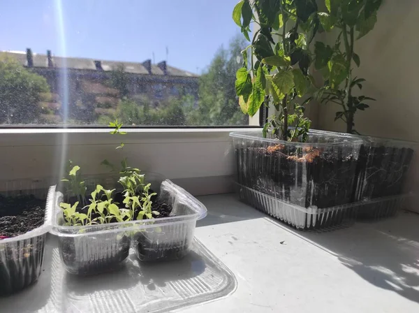 Microgreens Plants Windowsill Vegan — Zdjęcie stockowe