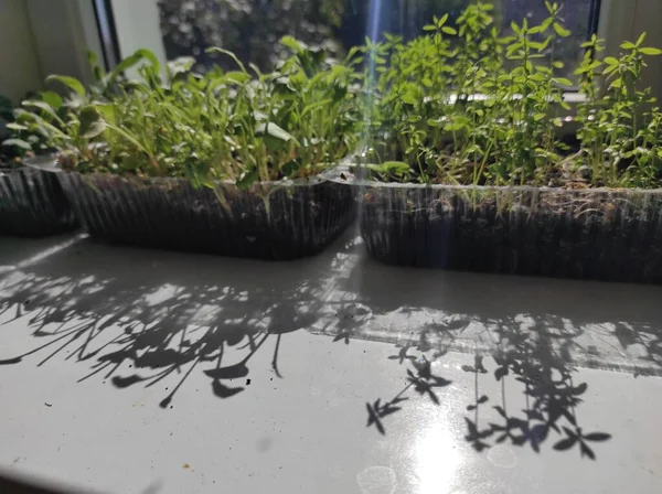 Microgreens Plants Windowsill Vegan — Zdjęcie stockowe