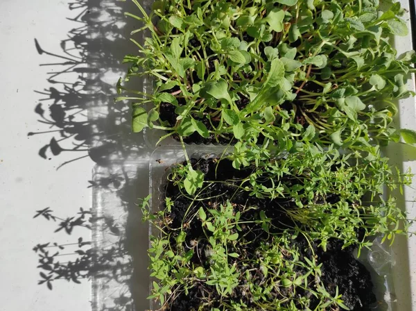 Mikroçimler Pencere Kenarındaki Bitkiler Vejetaryen — Stok fotoğraf