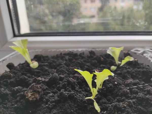 Microgreens Plants Windowsill Vegan — Fotografia de Stock