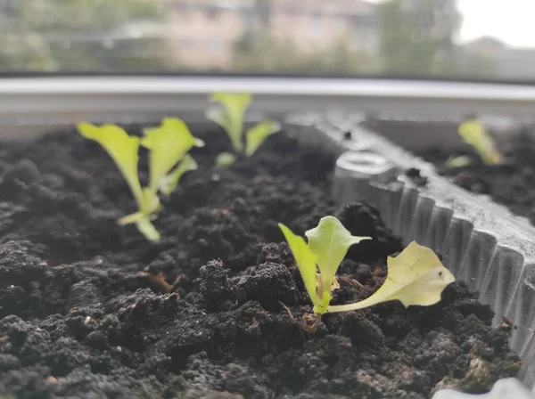 Microgreens Plants Windowsill Vegan — Stock Photo, Image