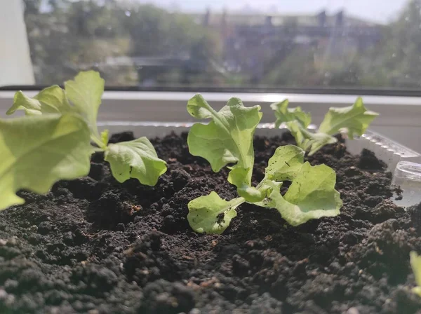 Mikroçimler Pencere Kenarındaki Bitkiler Vejetaryen — Stok fotoğraf