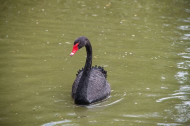 Yeşil göldeki siyah kuğu