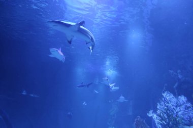 Köpek balığı deniz tabanında. Mavi sulara dalmak.