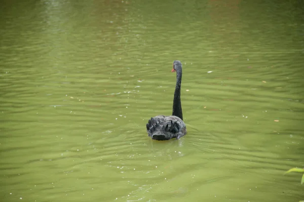 Schwarzer Schwan Auf Einem Grünen See — Stockfoto