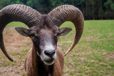 Koca boynuzlu koyunlar. Ovis kanadensis. Vahşi doğa.