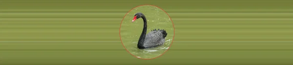 Black Swan Green Lake — Fotografia de Stock